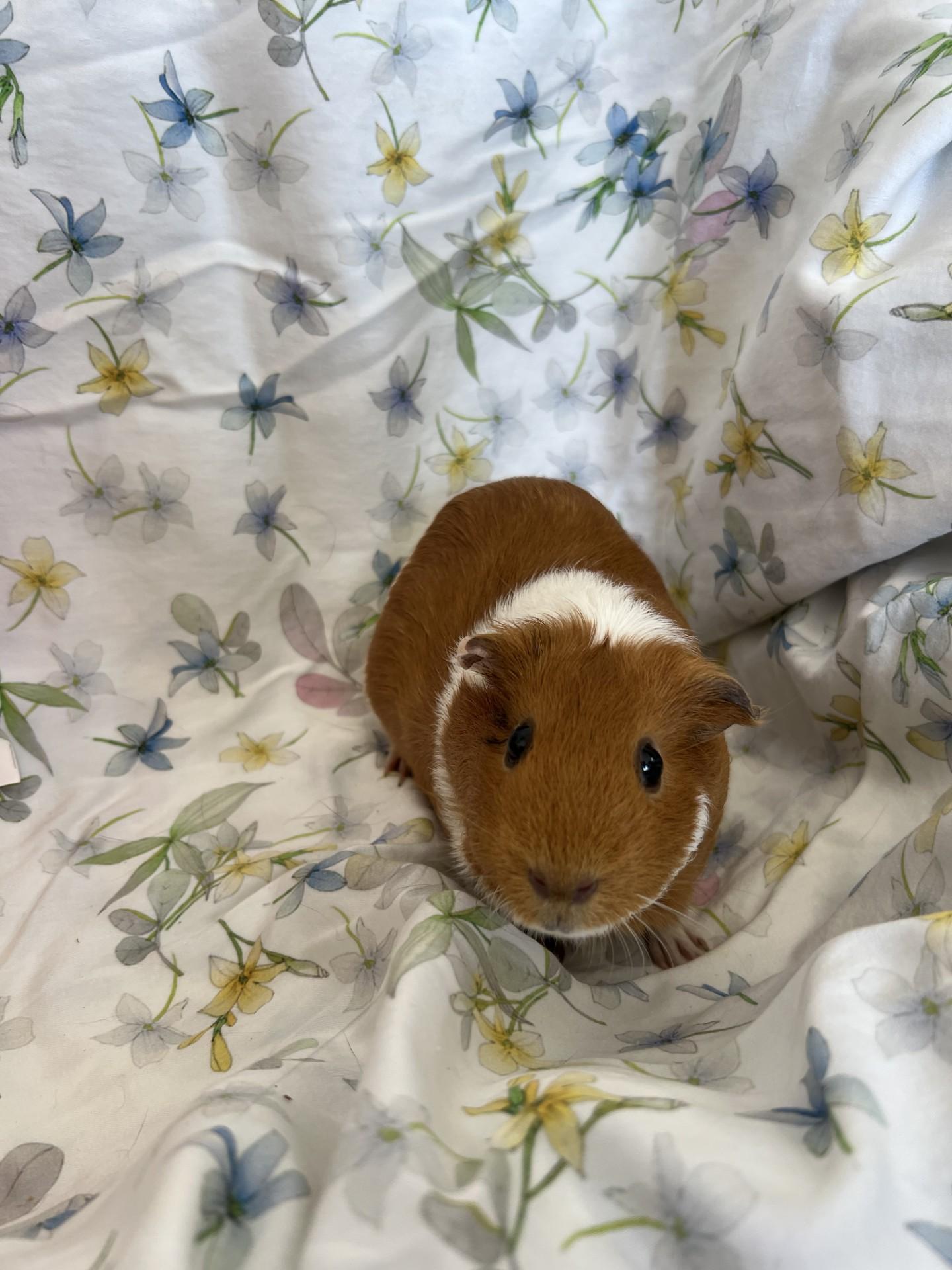 Guinea Pig #3, adopted, Adult Female Guinea Pig.