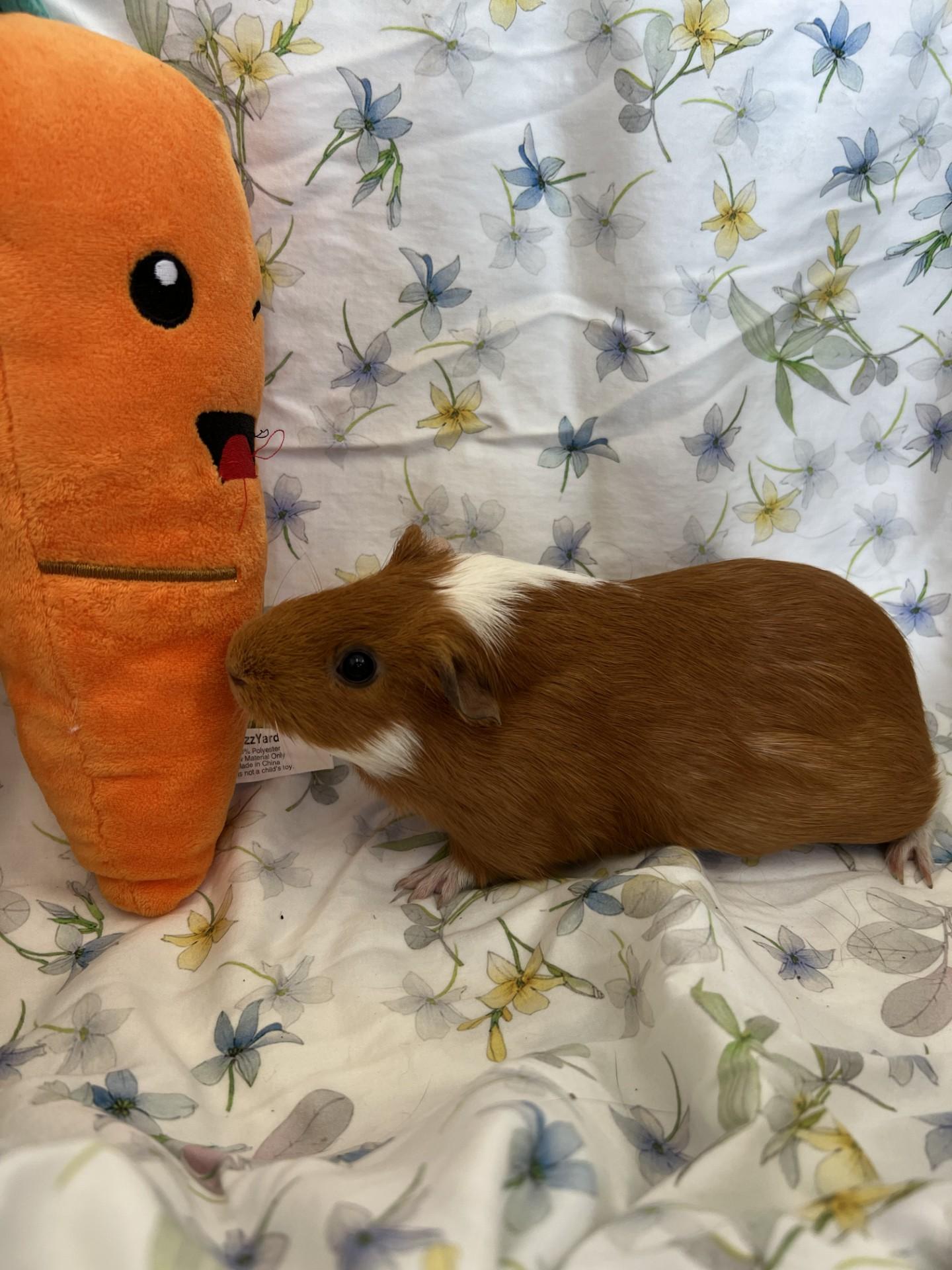 Enlarge Guinea Pig #3, an adopted Guinea Pig in Upper Sandusky, OH image 2/2