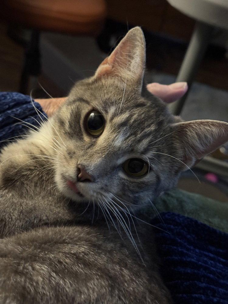 Illene, Adoptable, Young Female Domestic Short Hair.