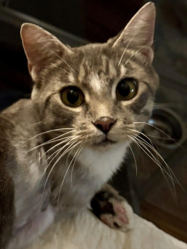 Enlarge Illene, a Adoptable Domestic Short Hair in O'Fallon, MO image 3/3