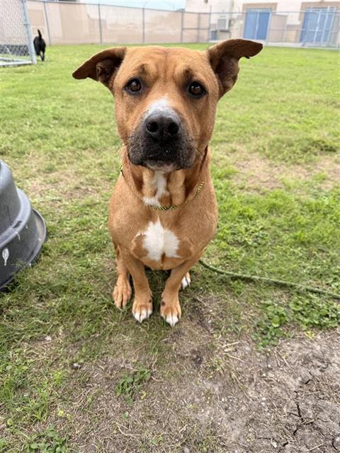 CENIZO, Adoptable, Adult Male Black Mouth Cur & Mixed Breed.