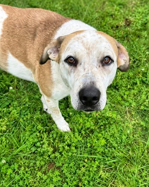 Polkey, ADOPTABLE, Adult Female Pointer.