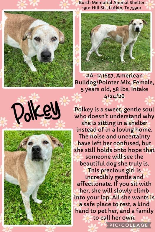 Polkey, a ADOPTABLE mixed breed in Olympia, WA image 2/4