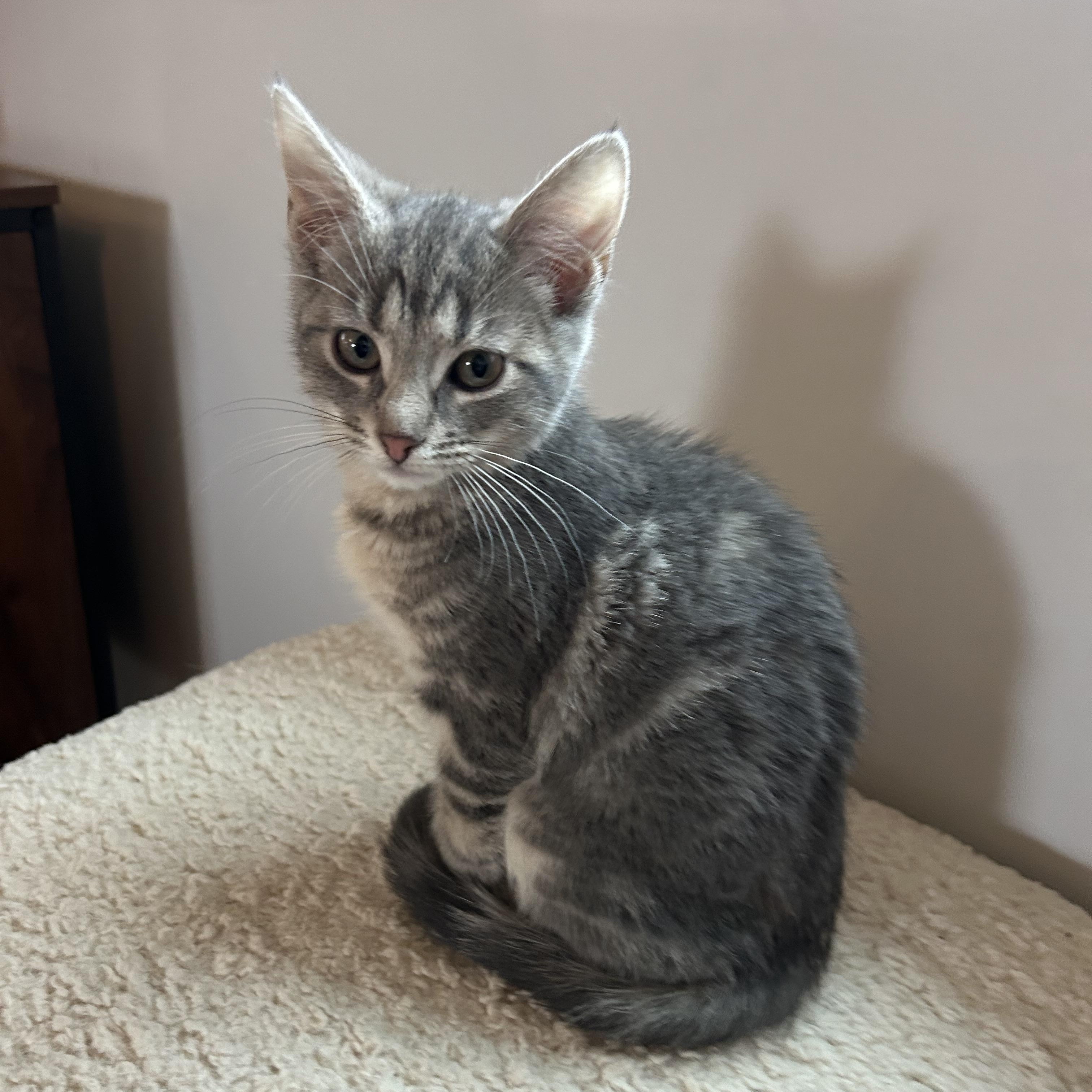 Enlarge Rose, a Adopted American Shorthair in Lilburn, GA image 2/5