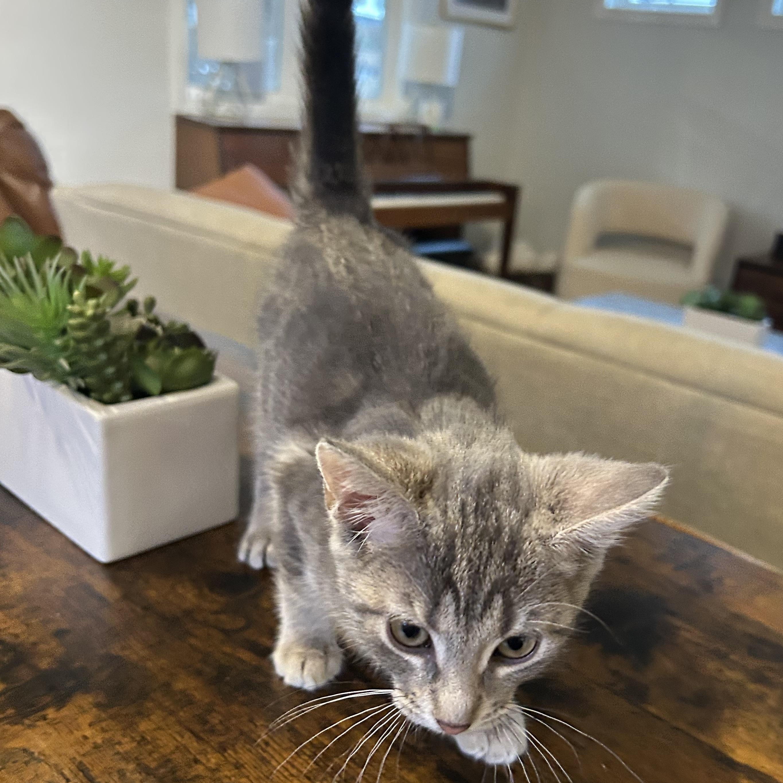 Enlarge Rose, a Adopted American Shorthair in Lilburn, GA image 5/5