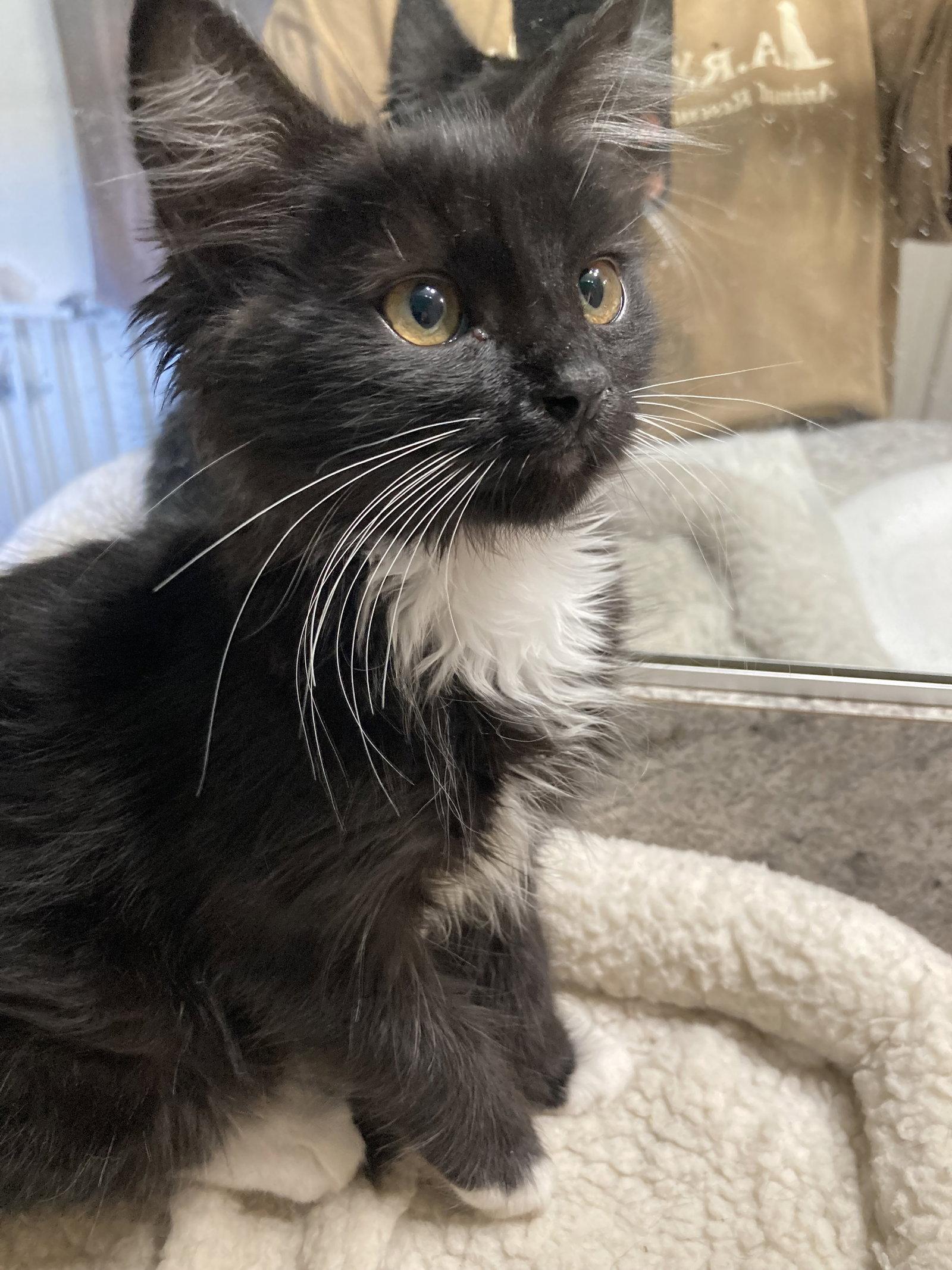Croissant, Adoptable, Kitten Female Domestic Long Hair & Domestic Medium Hair.