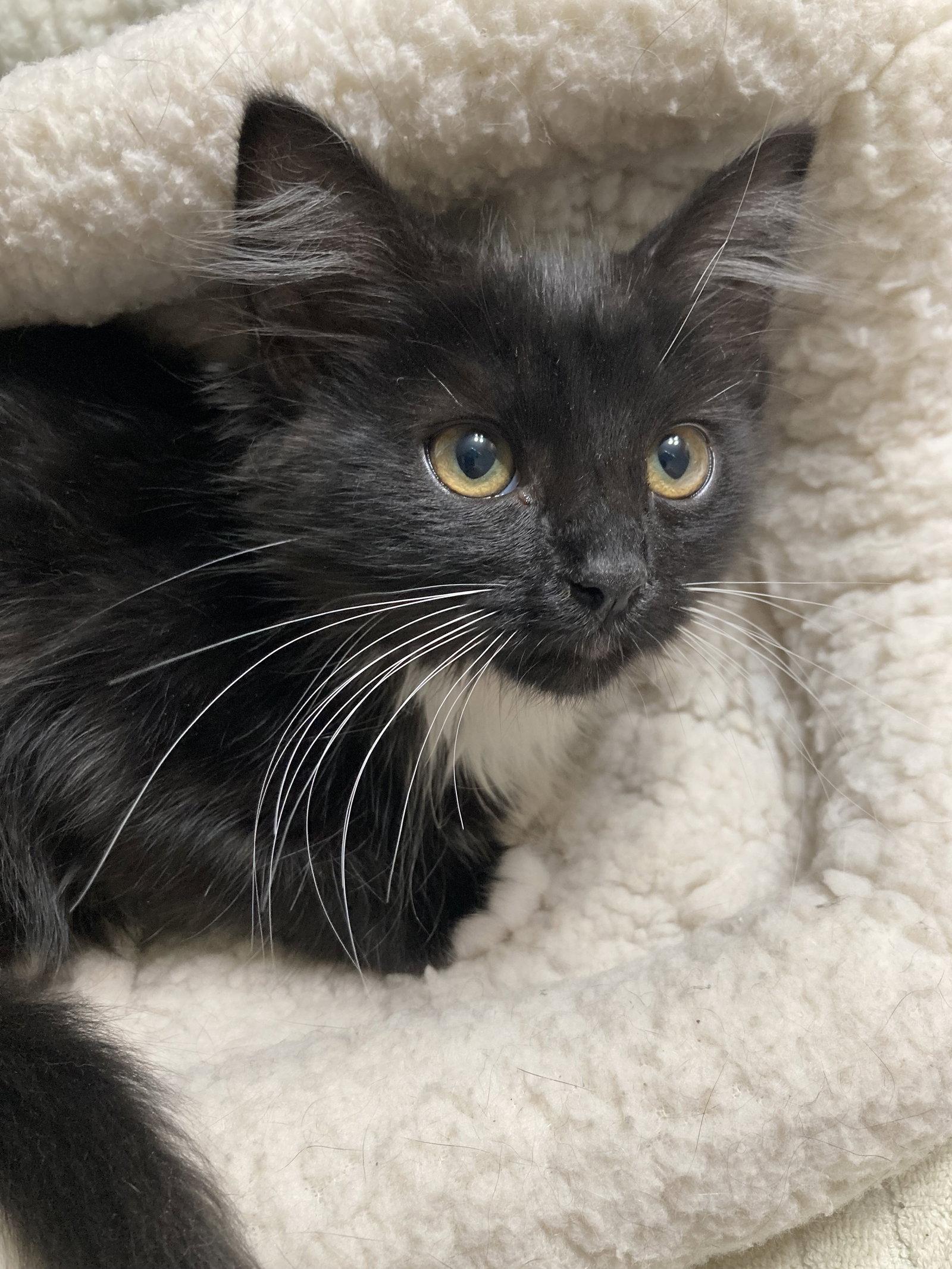 Croissant, a Adoptable mixed breed in San Diego, CA image 2/3