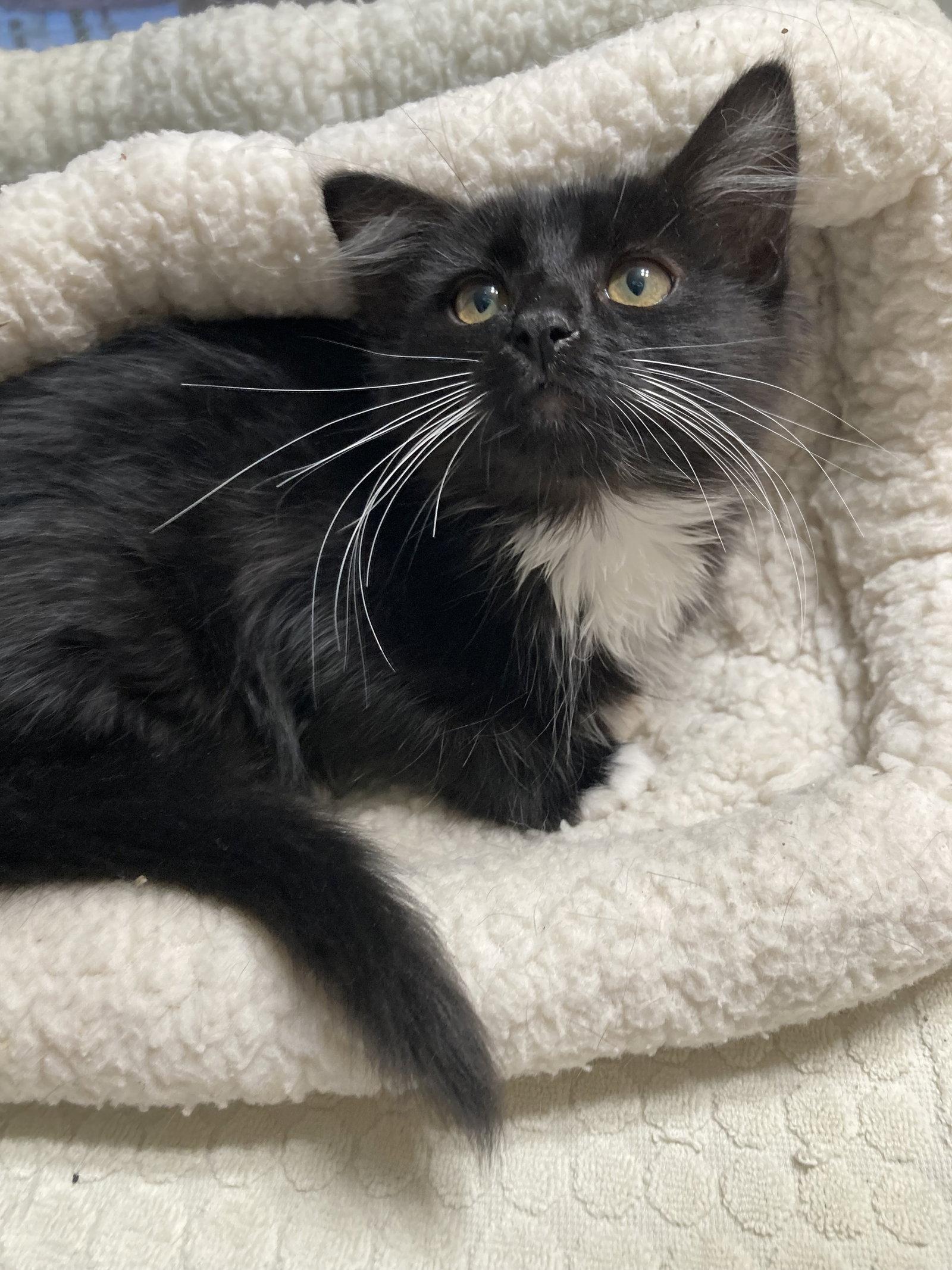 Croissant, a Adoptable mixed breed in San Diego, CA image 3/3
