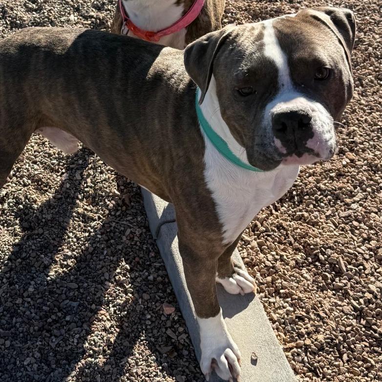 Enlarge Boyd, a Adoptable mixed breed in Cedaredge, CO image 1/6