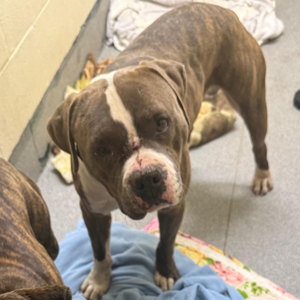 Enlarge Boyd, a Adoptable mixed breed in Cedaredge, CO image 2/6