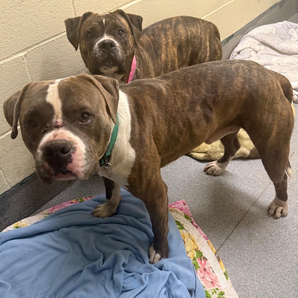 Enlarge Boyd, a Adoptable mixed breed in Cedaredge, CO image 3/6