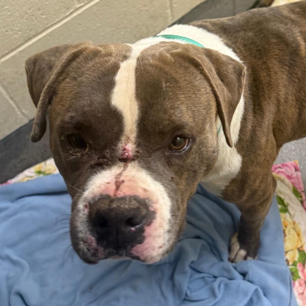 Enlarge Boyd, a Adoptable mixed breed in Cedaredge, CO image 5/6