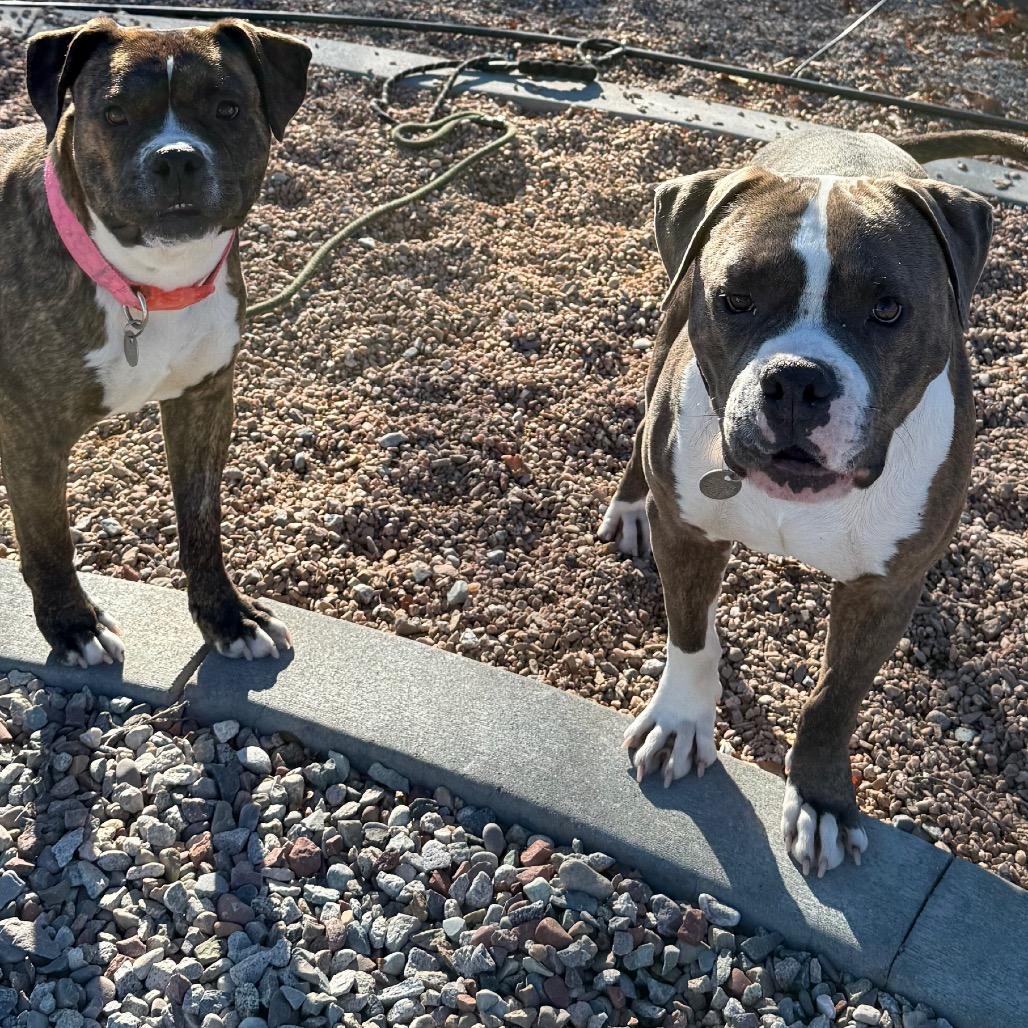 Enlarge Boyd, a Adoptable mixed breed in Cedaredge, CO image 6/6