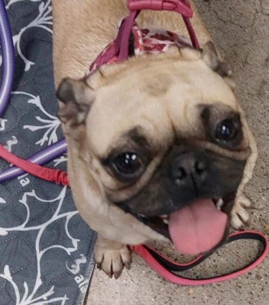 Sweetie, Adopted, Young Female Pug.