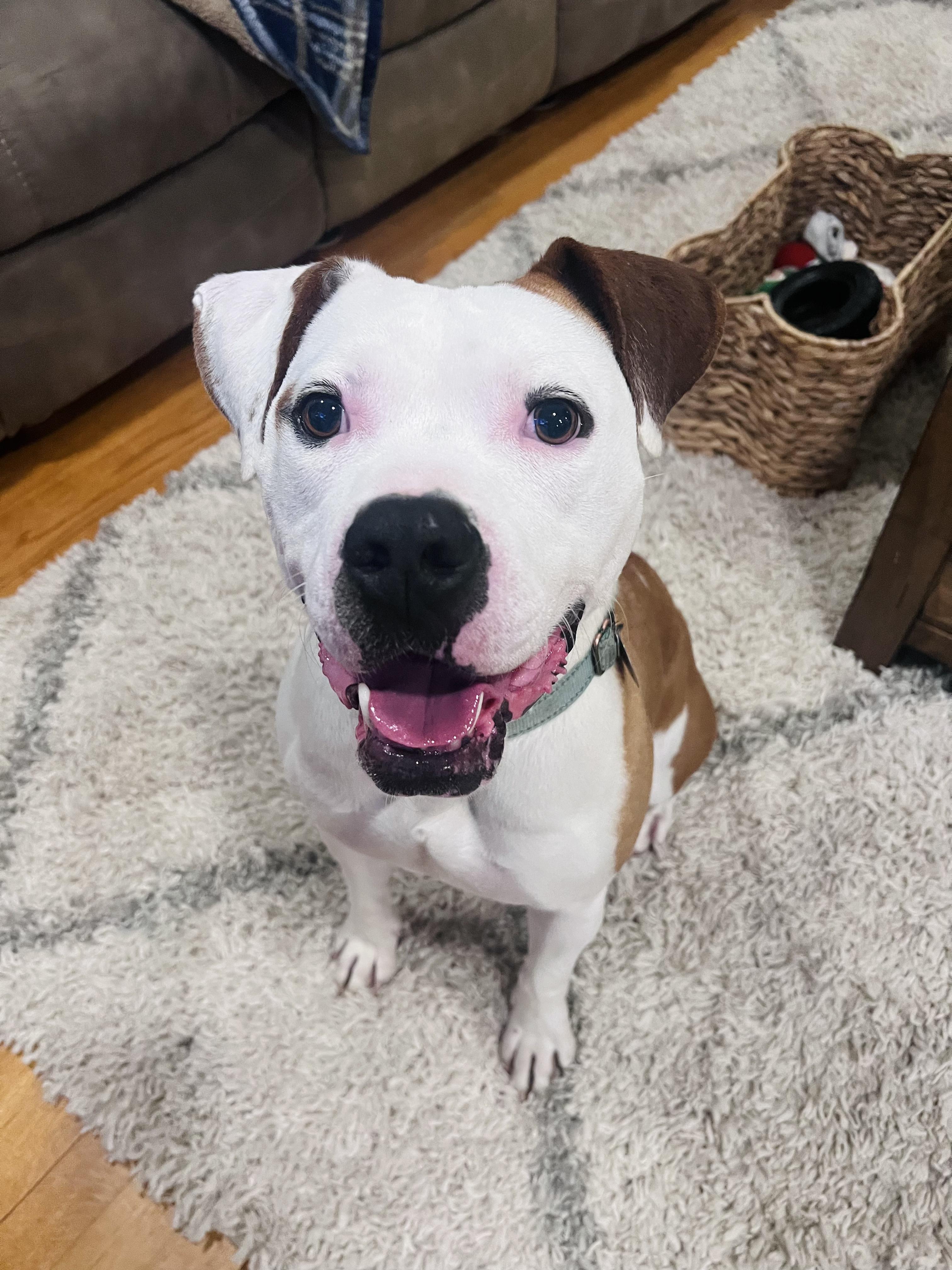 Ghost, adopted, Adult Male Mixed Breed.