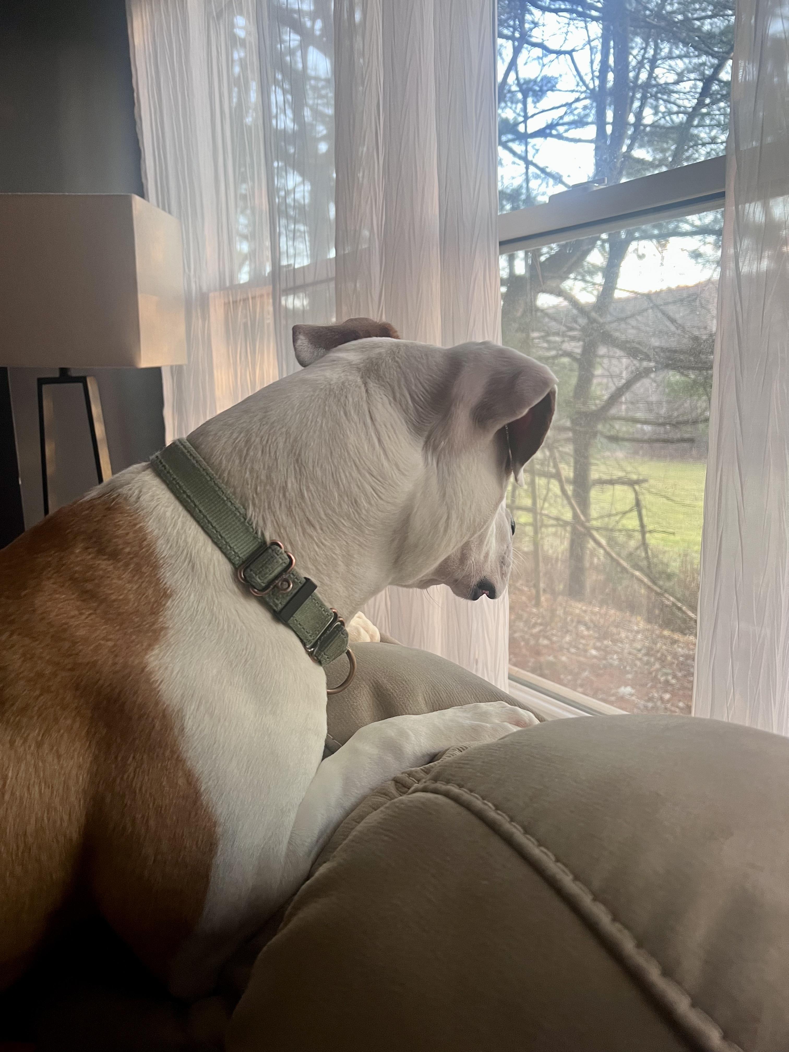 Enlarge Ghost, an adopted Mixed Breed in Elmira, NY image 3/6