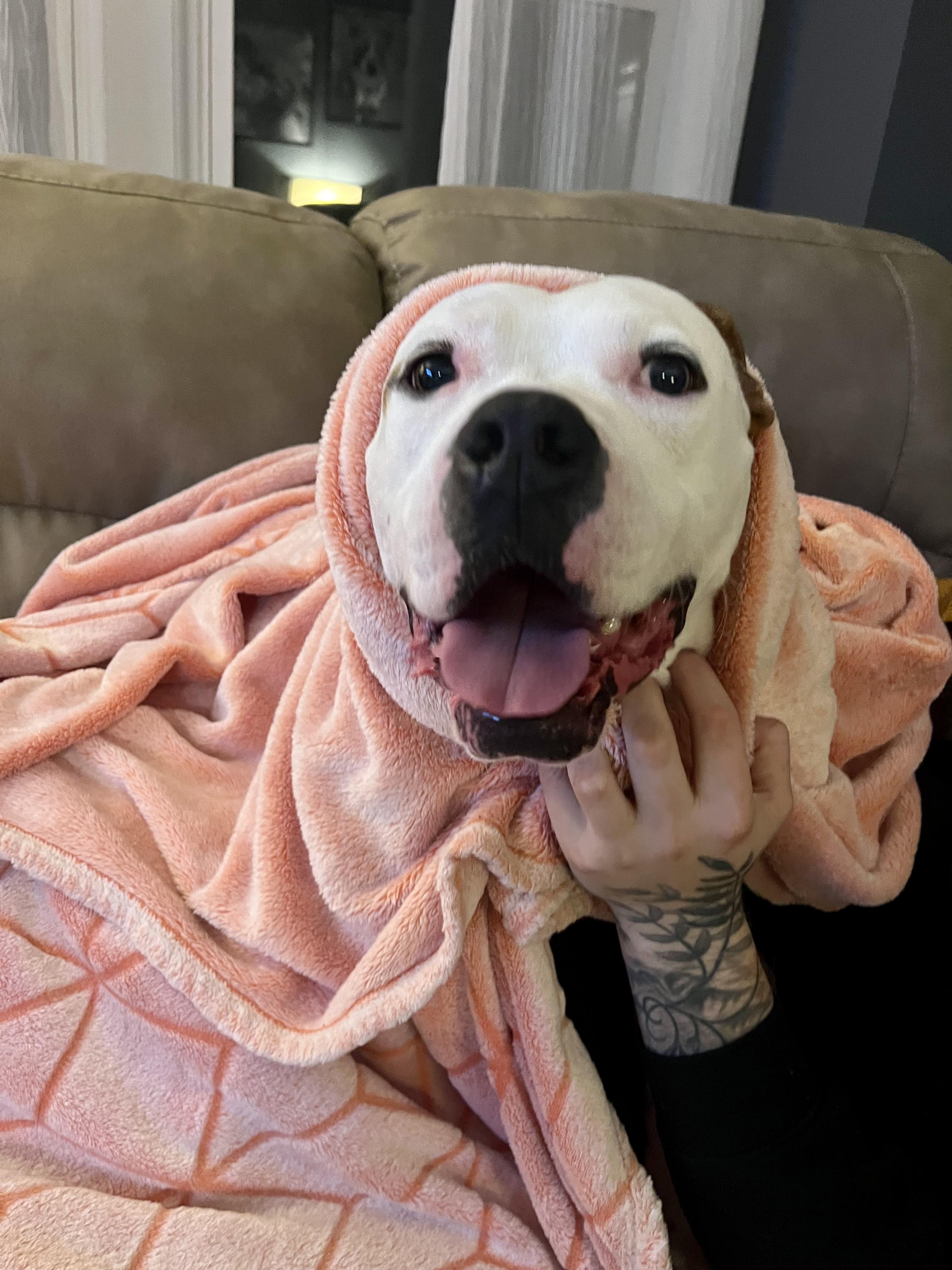 Enlarge Ghost, an adopted Mixed Breed in Elmira, NY image 4/6