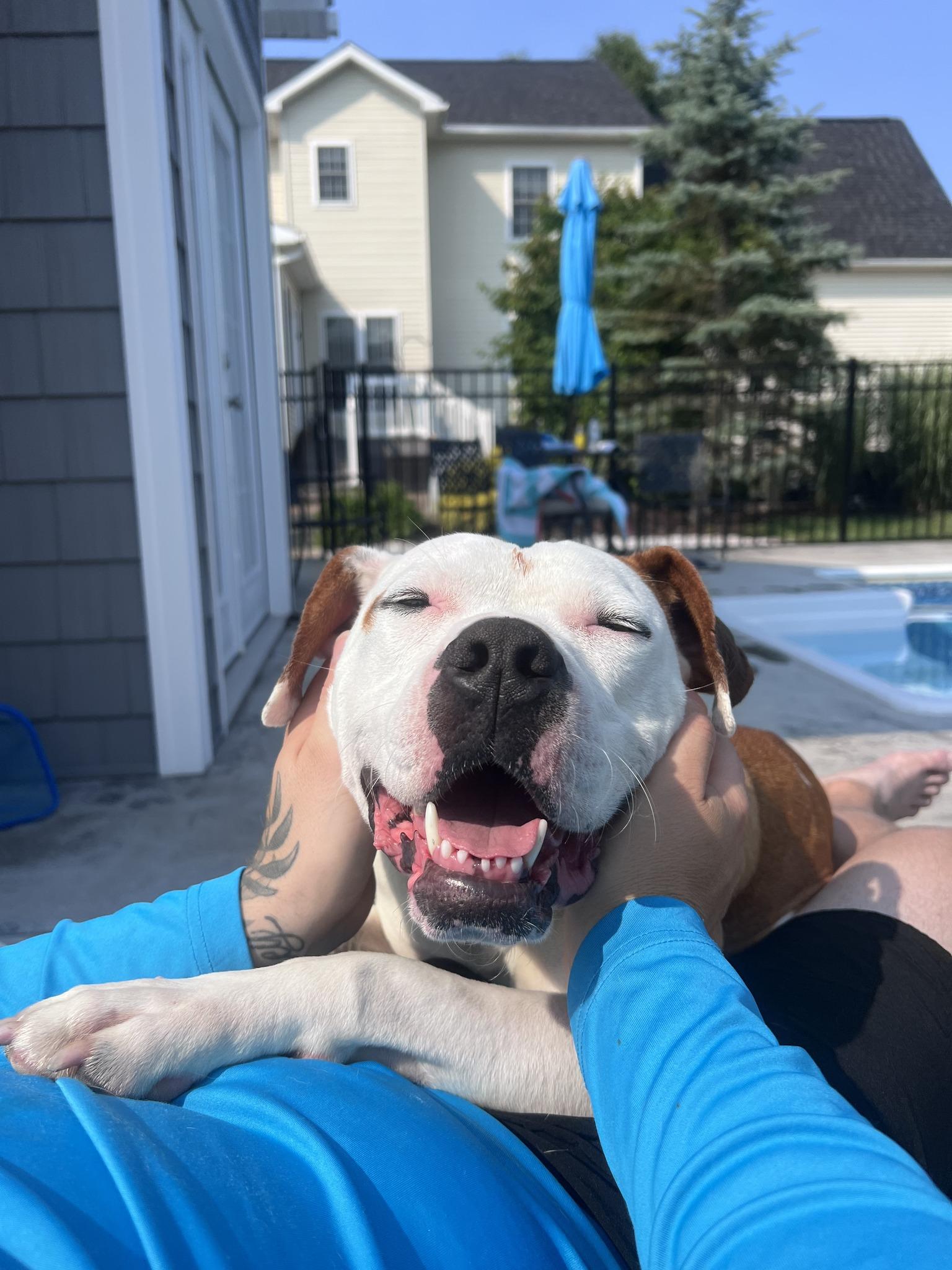 Enlarge Ghost, an adopted Mixed Breed in Elmira, NY image 6/6