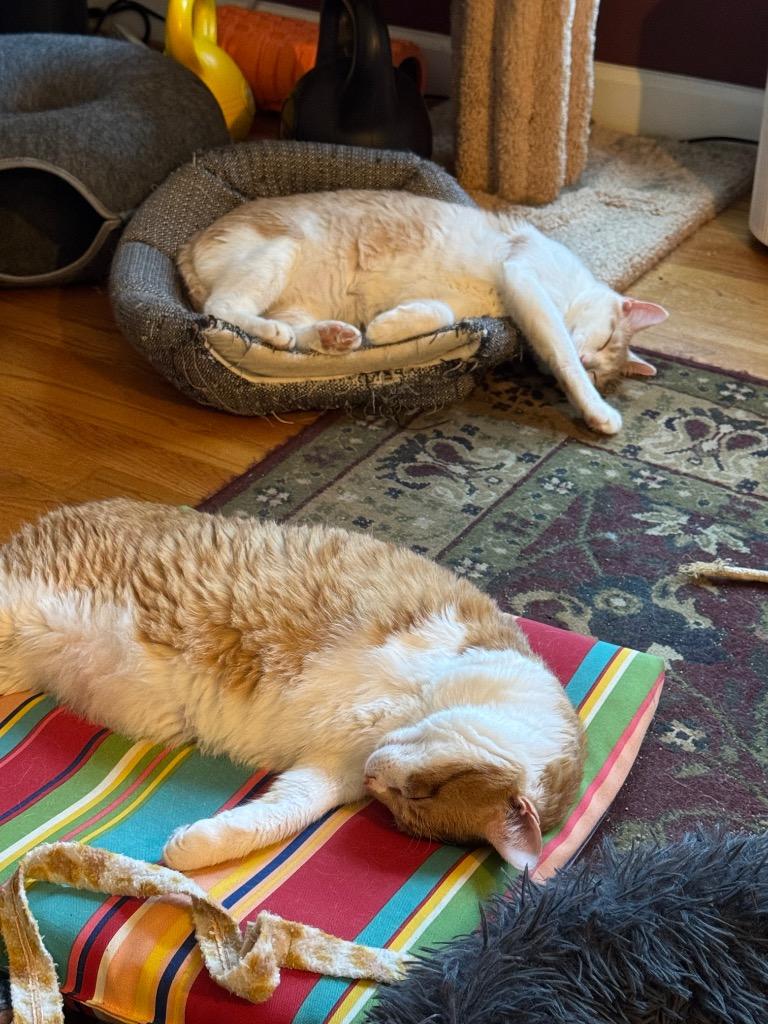 Enlarge Jack, a Adoptable mixed breed in Hampton, VA image 1/4