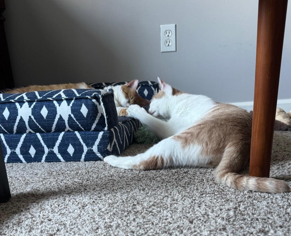 Enlarge Jack, a Adoptable mixed breed in Hampton, VA image 2/4