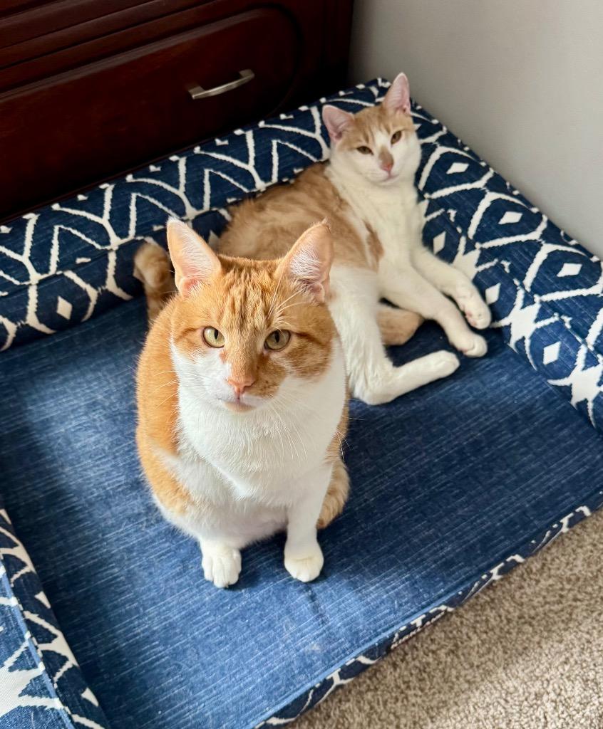 Enlarge Jack, a Adoptable mixed breed in Hampton, VA image 3/4