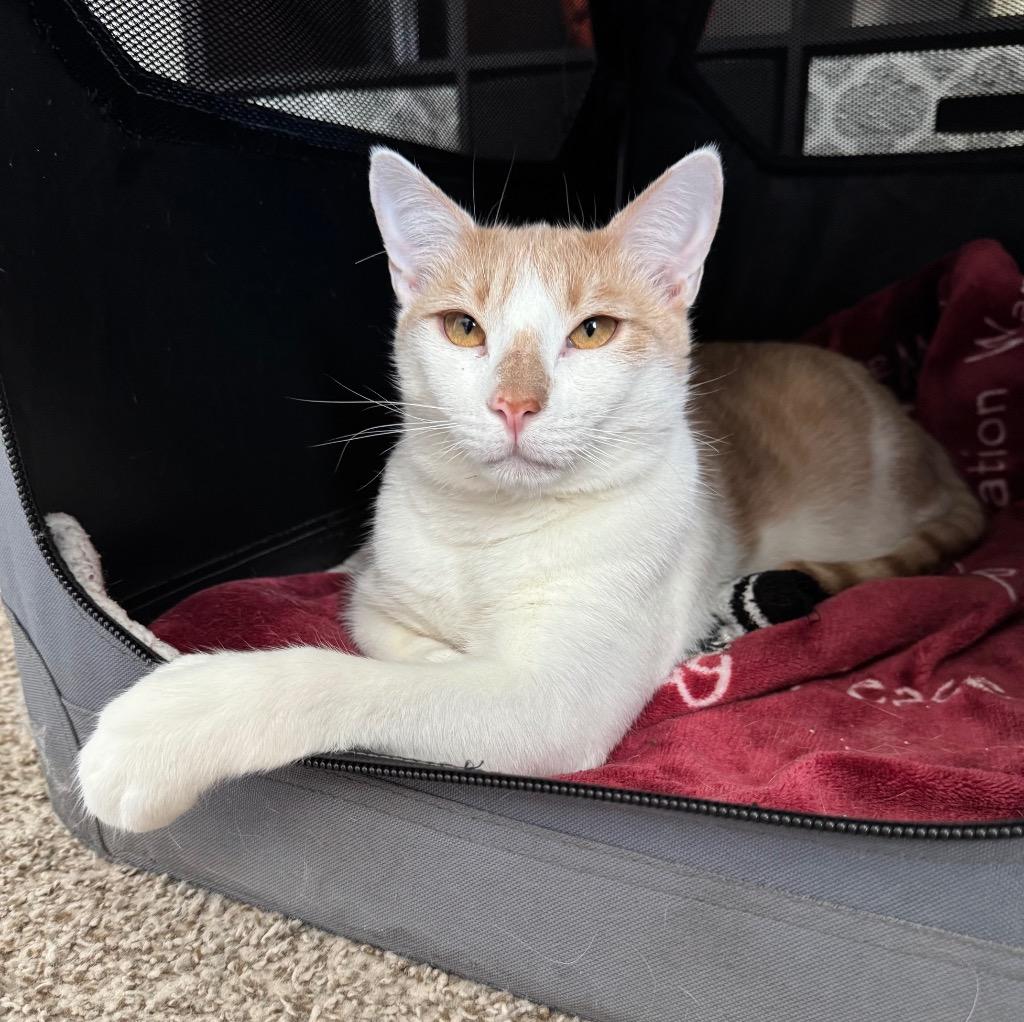 Enlarge Jack, a Adoptable mixed breed in Hampton, VA image 4/4