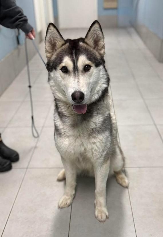 Echo, a ADOPTABLE mixed breed in Keswick, ON image 3/3