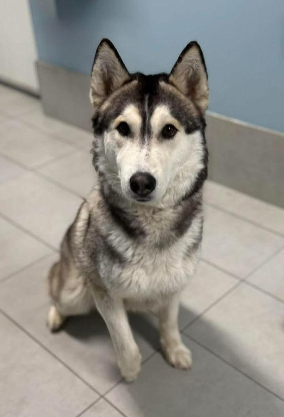 Echo, a ADOPTABLE mixed breed in Keswick, ON image 2/3