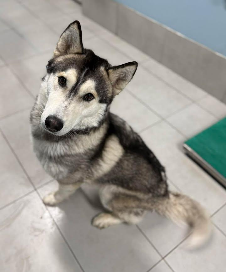 Echo, ADOPTABLE, Adult Male Siberian Husky.