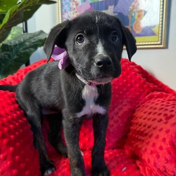 Brandy Old Fashioned Wisconsin — thumbnail 3