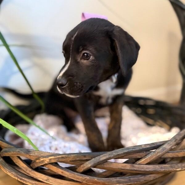 Brandy Old Fashioned Wisconsin — thumbnail 5