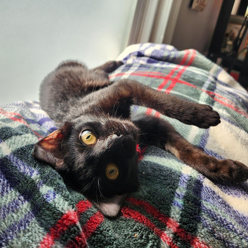Enlarge Just Raisins, a Adoptable Domestic Short Hair in Philadelphia, PA image 1/6