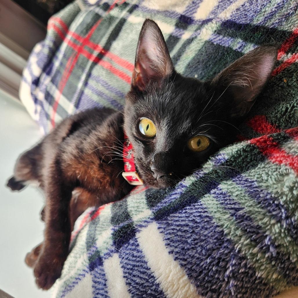 Enlarge Just Raisins, a Adoptable Domestic Short Hair in Philadelphia, PA image 2/6