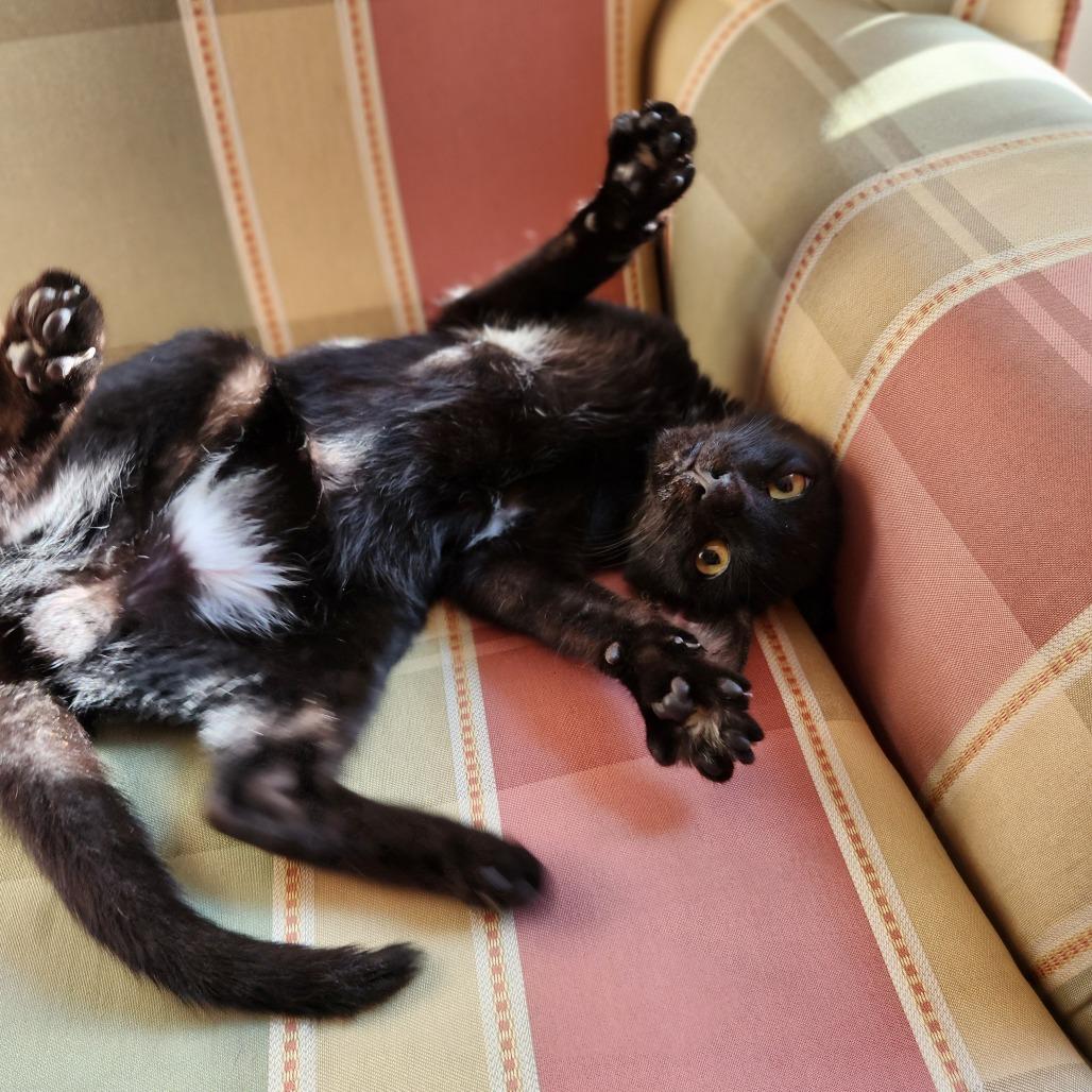 Enlarge Just Raisins, a Adoptable Domestic Short Hair in Philadelphia, PA image 3/6