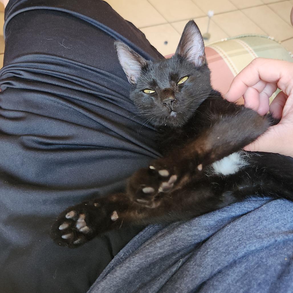 Enlarge Just Raisins, a Adoptable Domestic Short Hair in Philadelphia, PA image 4/6