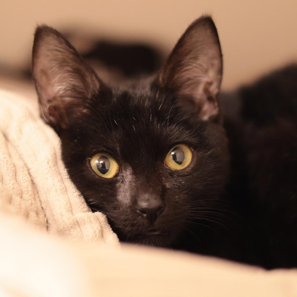 Enlarge Just Raisins, a Adoptable Domestic Short Hair in Philadelphia, PA image 5/6