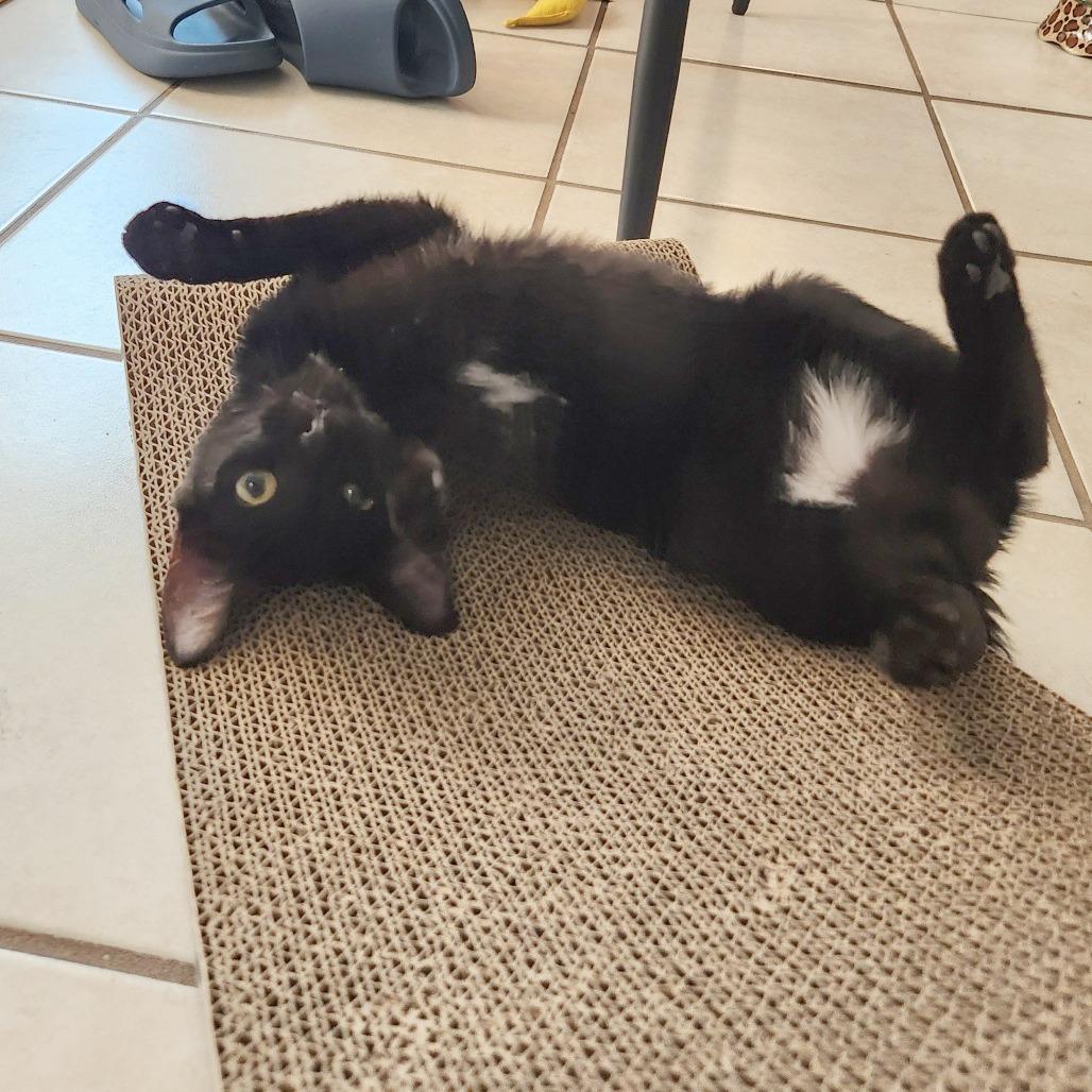 Enlarge Just Raisins, a Adoptable Domestic Short Hair in Philadelphia, PA image 6/6