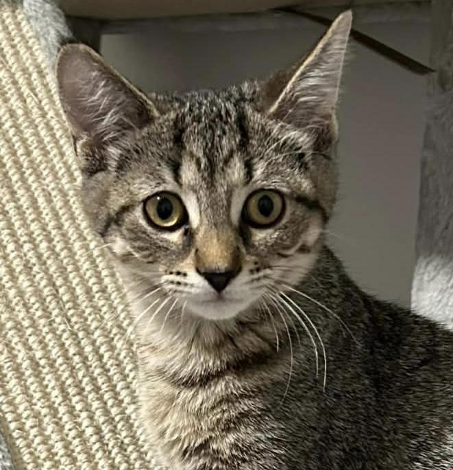 Rachel, Adoptable, Young Female Domestic Short Hair.