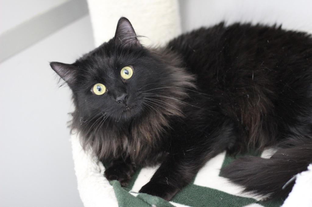 Enlarge Cloud & Bear, a Adoptable mixed breed in Rockford, IL image 1/1