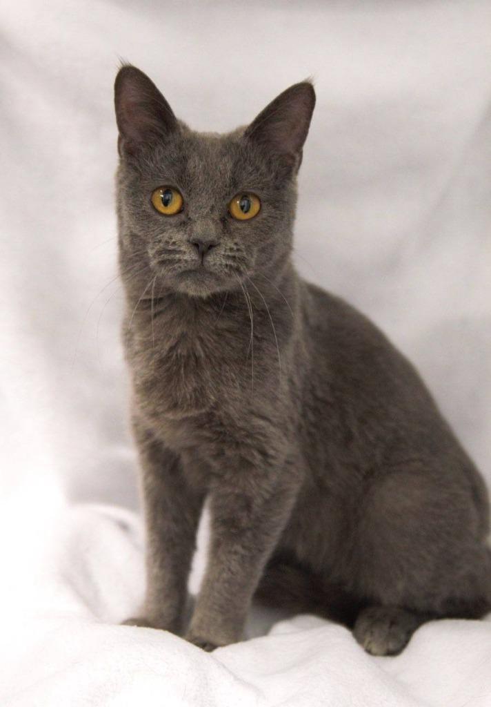 Enlarge Jinx, a Adoptable mixed breed in Muskegon, MI image 1/3