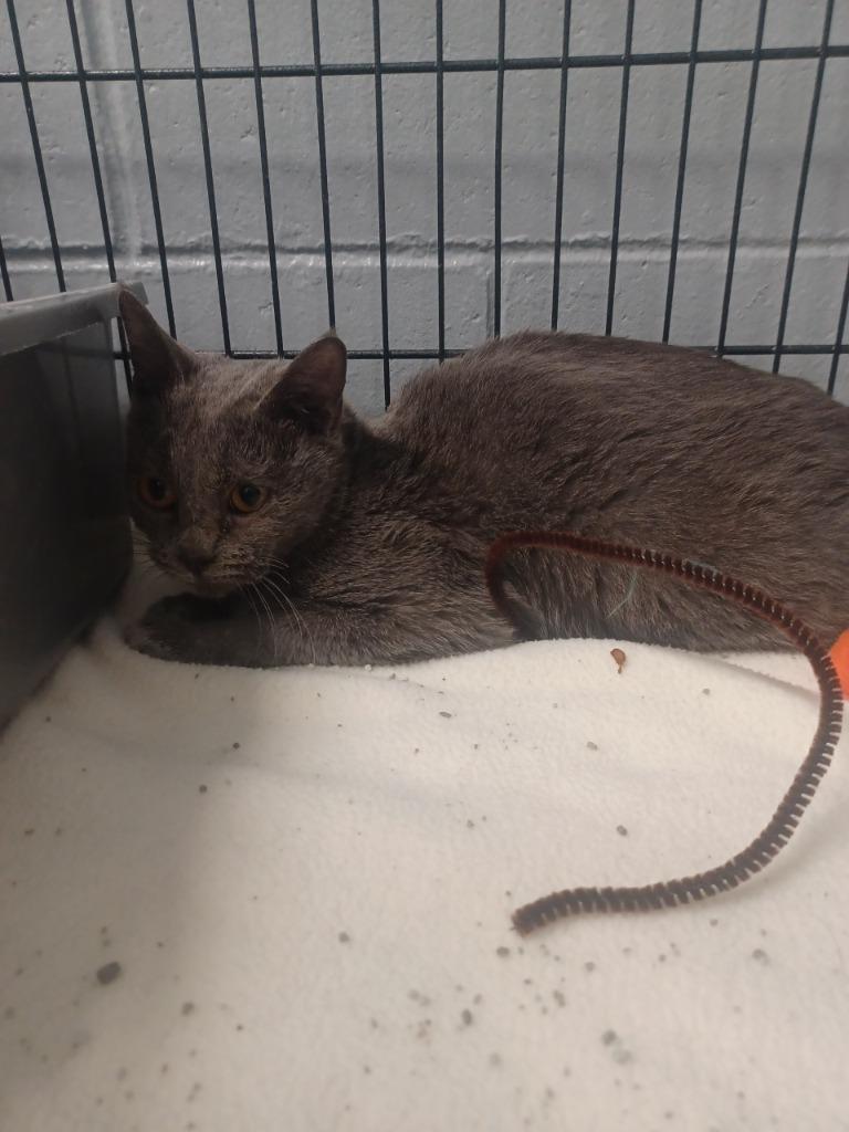 Enlarge Jinx, a Adoptable mixed breed in Muskegon, MI image 2/3