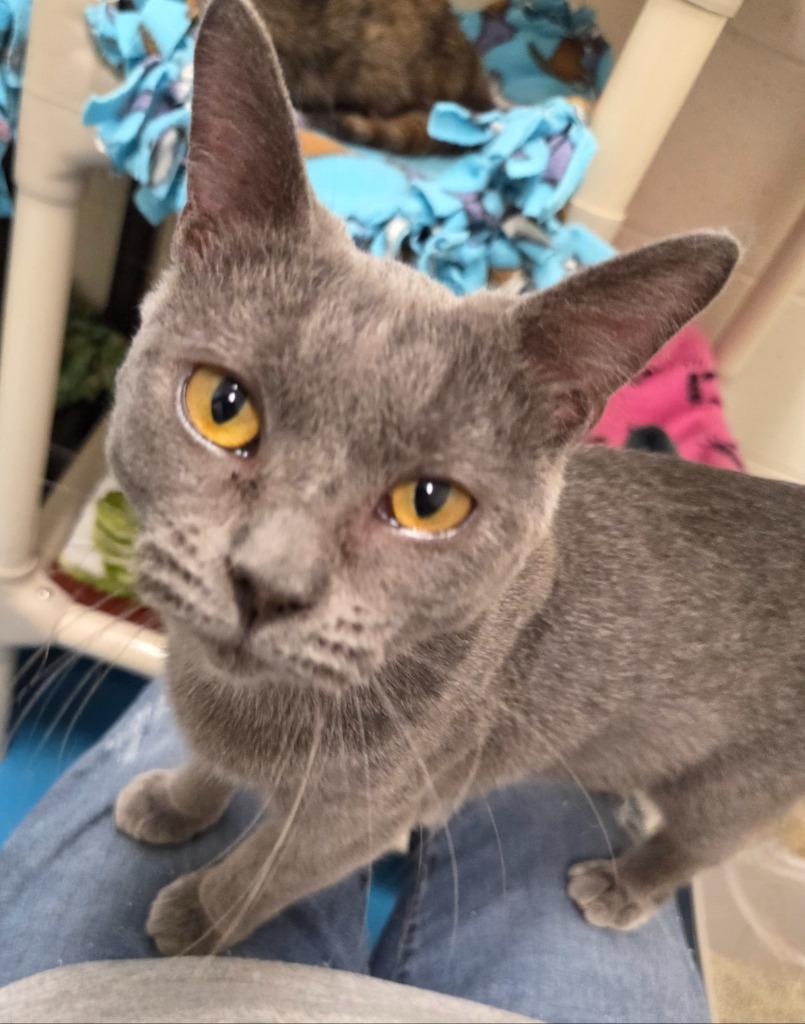 Enlarge Jinx, a Adoptable mixed breed in Muskegon, MI image 3/3