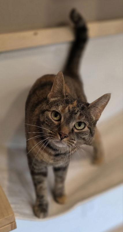 Giselle, a Adoptable Tabby in Woodsfield, OH image 1/3