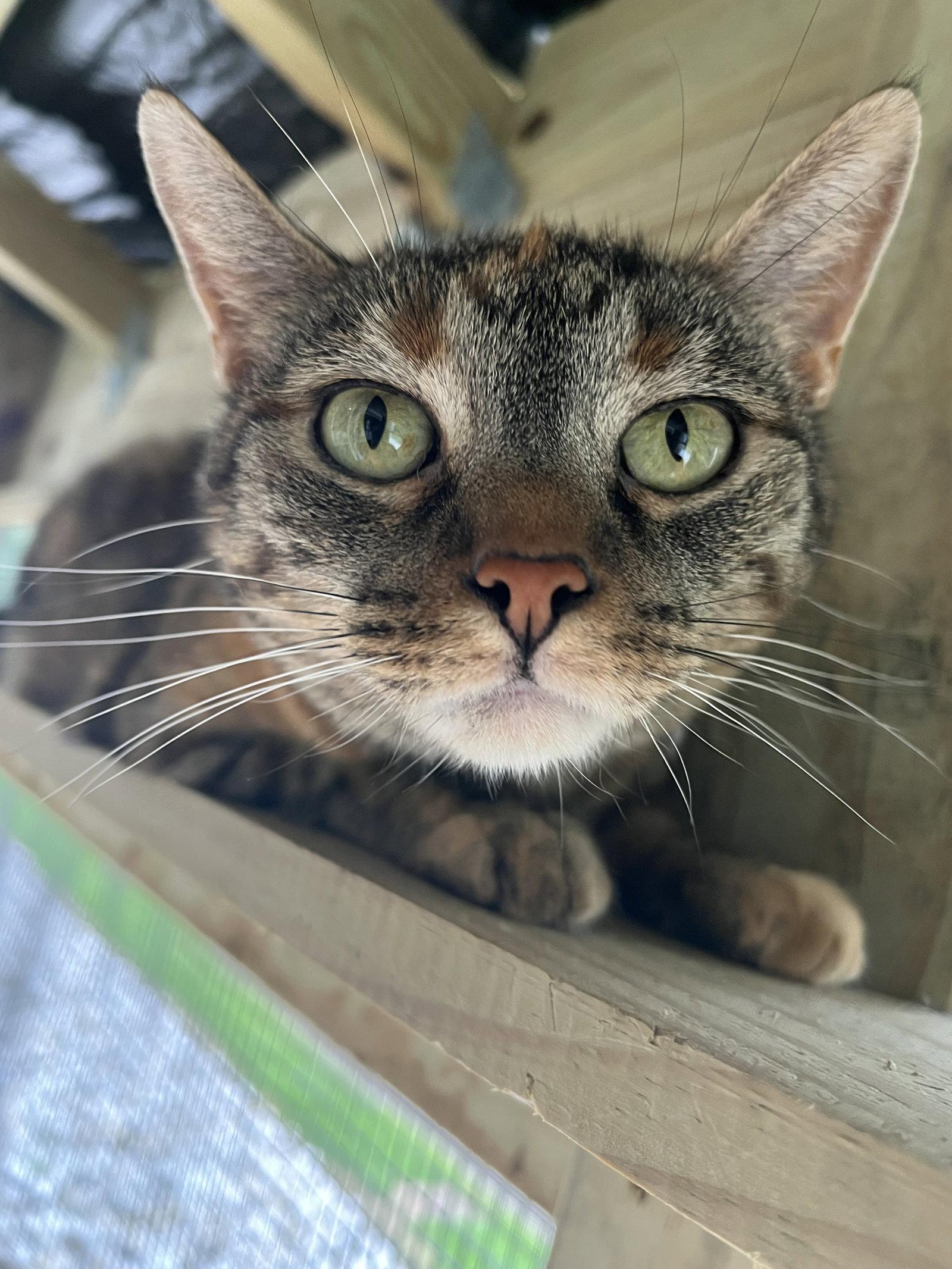 Giselle, a Adoptable Tabby in Woodsfield, OH image 2/3