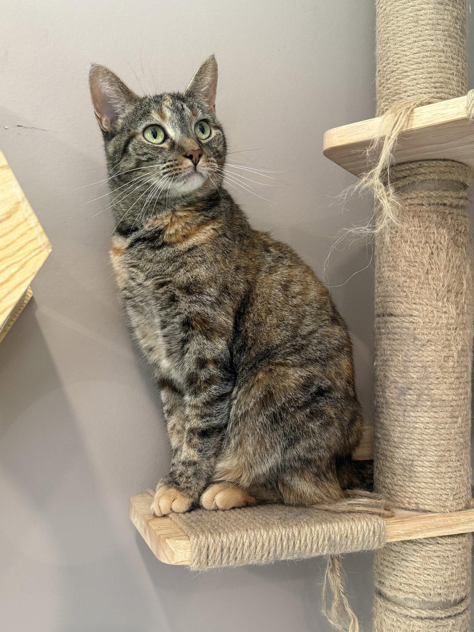 Giselle, a Adoptable Tabby in Woodsfield, OH image 3/3