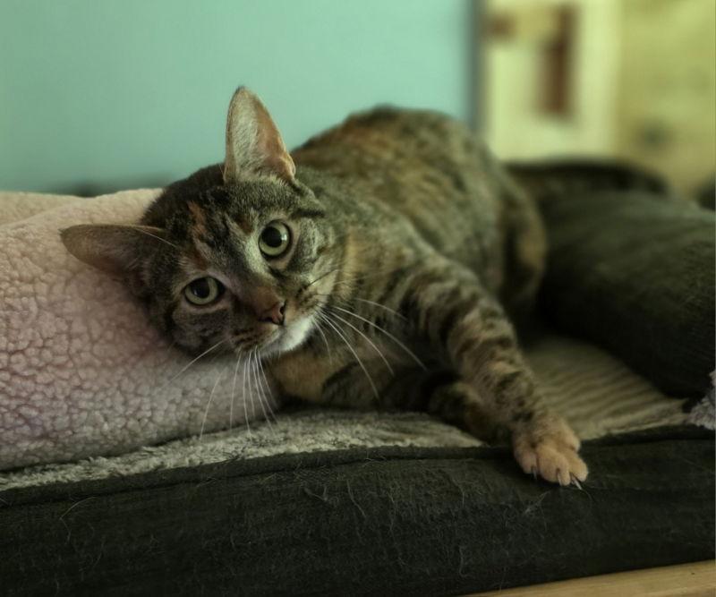 Giselle, a Adoptable Tabby in Woodsfield, OH image 2/3