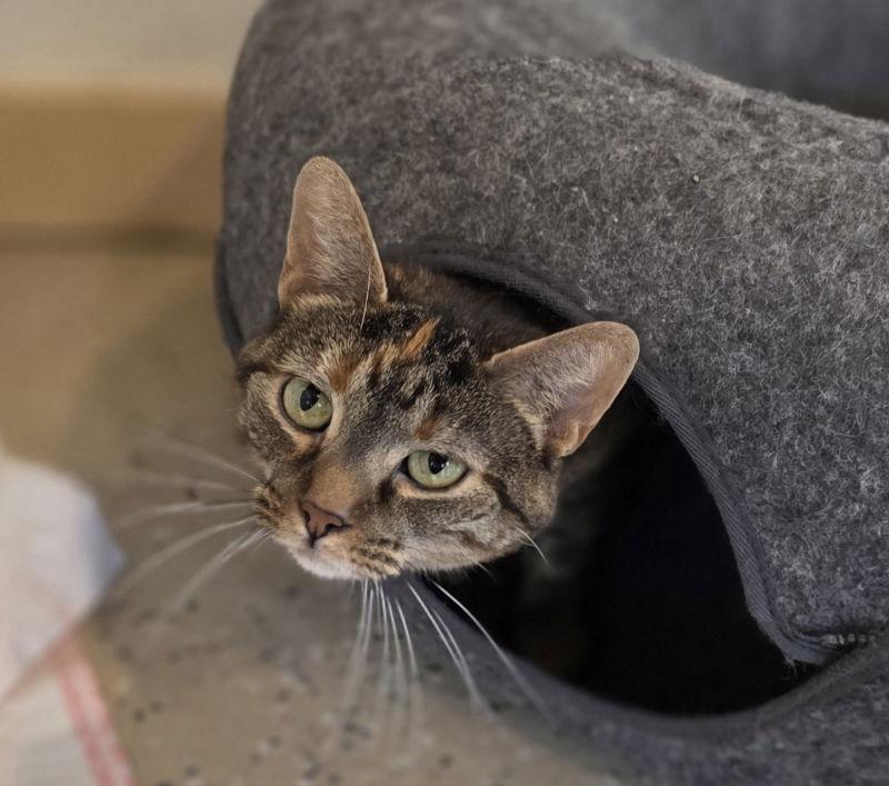 Giselle, a Adoptable Tabby in Woodsfield, OH image 3/3