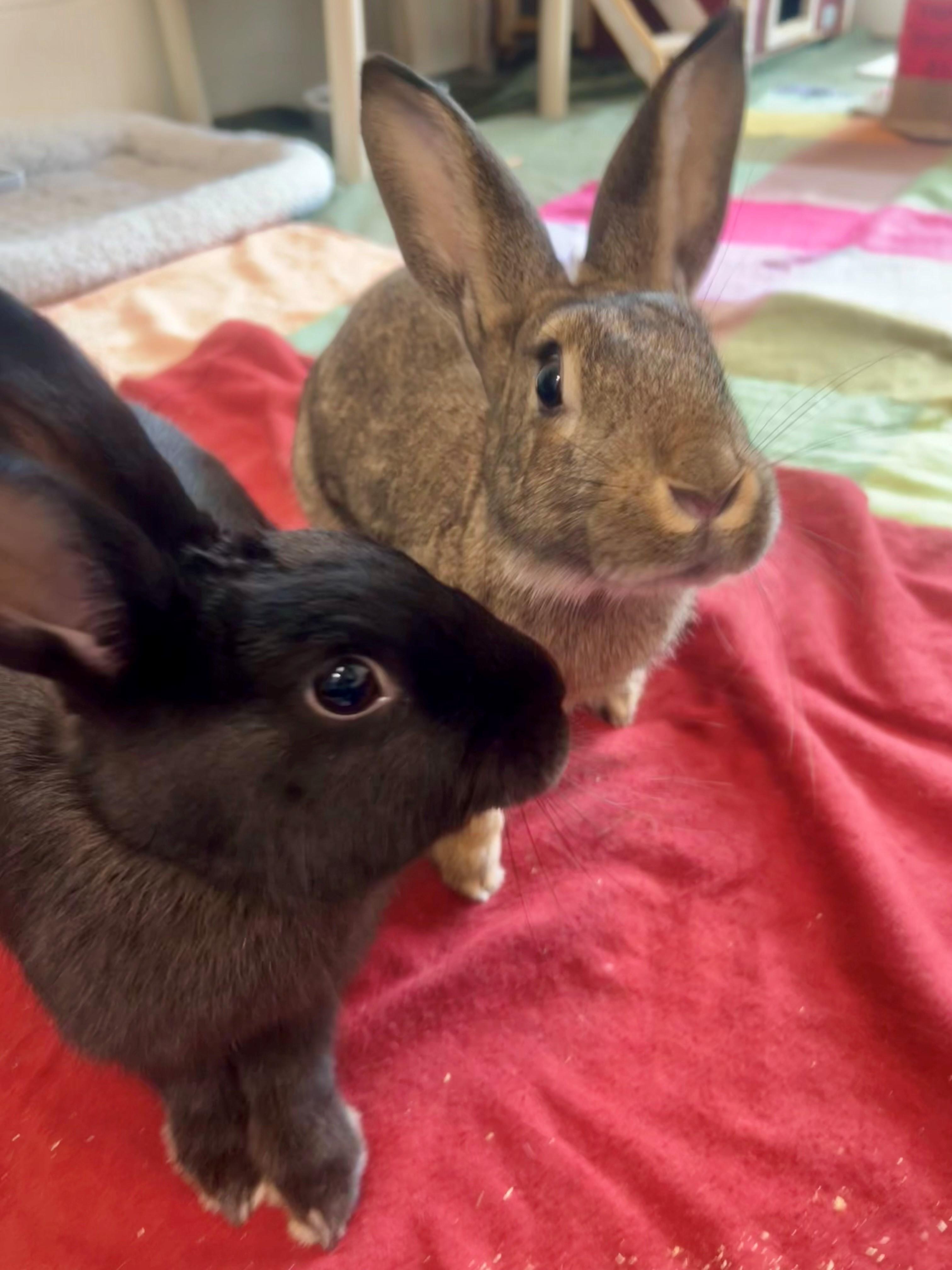 Astrid, a Adoptable Bunny Rabbit in New Westminster, BC image 1/4