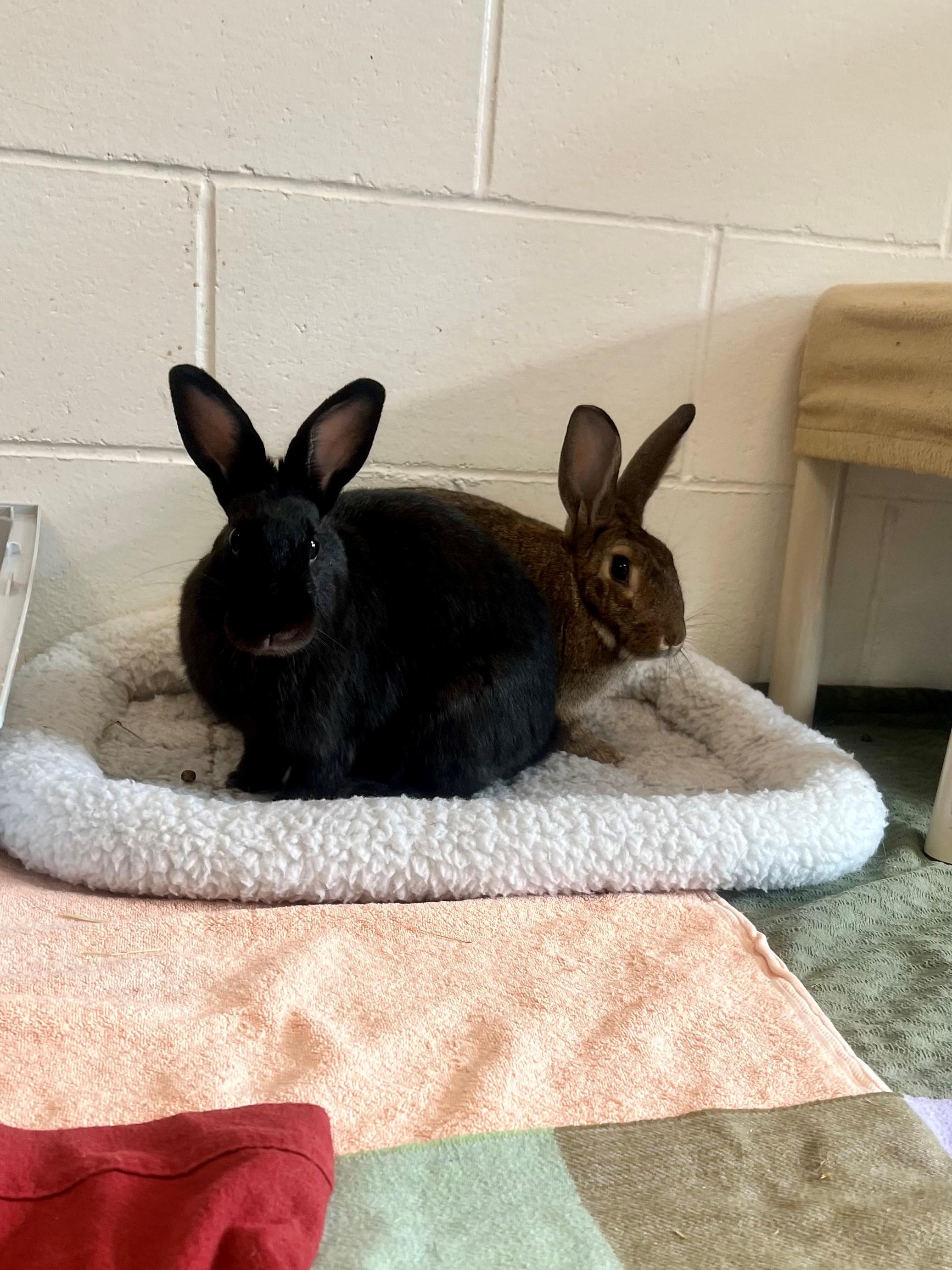 Astrid, a Adoptable Bunny Rabbit in New Westminster, BC image 4/4