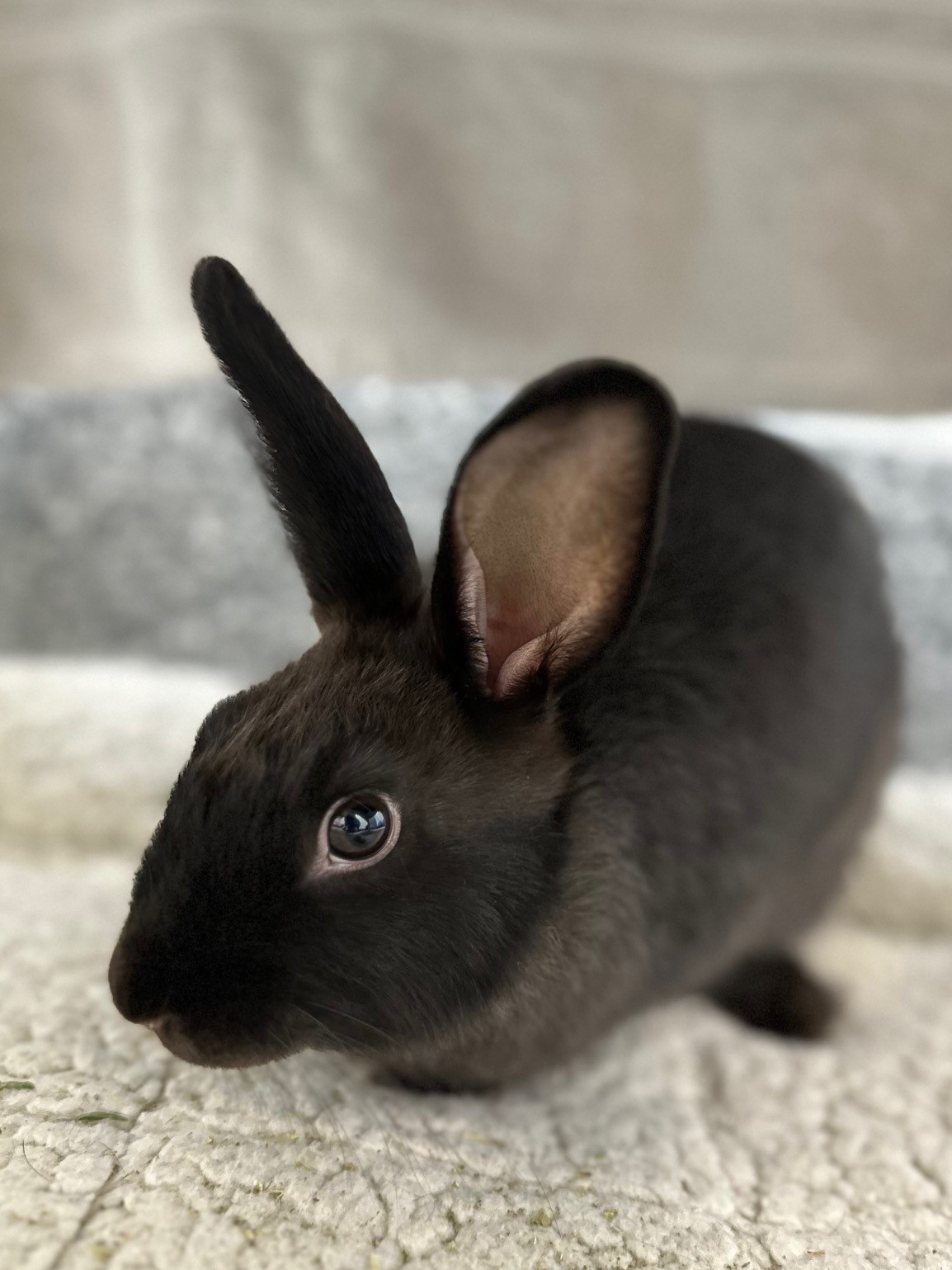 Astrid, Young Female Bunny Rabbit